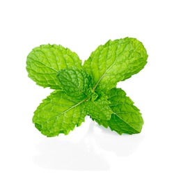 Mint leaf green plants isolated on white background, peppermint aromatic properties of strong teeth and fresh ivy as a ground cover plant types