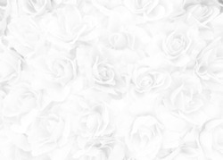 White Rose Background.