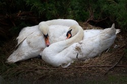 Two white swans sleep together in a warm nest. Beautiful couple of birds in love. Wild animal, nature and zoo. Wildlife photo