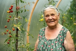 Portrait of a very old woman working in her garden in summer. Grandmother stays in the greenhouse and grows tomatoes. Hobbies for the elderly concept.