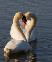 Swans heart 