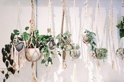 a row of hanging plants in bonehmian boho macrame plant holders against a white wall.