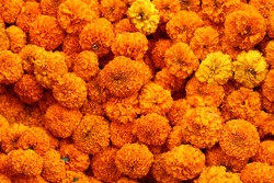 full of Mexican Marigold flower