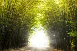 A Tunnel of bamboo forest with green and yellow leaves in tropical rainforest, Thailand