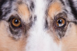 Australian Shepherd Dog Eyes