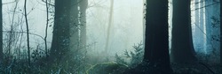 A panorama of trees silhouetted against sunshine in a mystical forest on a beautiful misty winters morning