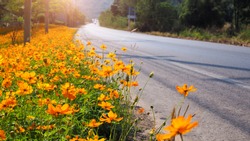 Selective focus on yellow cosmos, flower blooming along the road, Traveling routes in Khao Yai, Thailand, driving on road street way in asia.