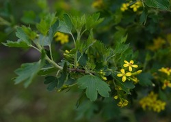 yellow currant flowers in the spring garden