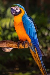 Blue yellow macaw parrot. Colorful cockatoo parrot sitting on wooden stick. Tropical bird park. Nature and environment concept. Vertical layout. Copy space. Bali, Indonesia