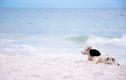 a dog in black and white lying on very nice sea beach, looked so relax and happy moment for him, at Samed Island in Rayong Thailand , happy dog with fresh air