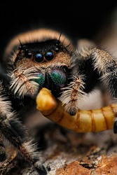 Close Up Extreme Macro Focus of Phidippus Regius Spider Commonly Jumper Spider. With Nature Blurred Background 