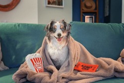 adorable mini aussie cuddled under pink blanket on turquoise couch with dog toys - cute blue merle miniature australian shepherd dog watches a movie with popcorn and movie ticket