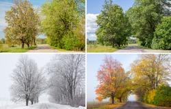 Beautiful collage of 4 seasons, different pictures of an tree avenue, same spot, place. Spring foliage, green fresh bright summer day, foggy morning with yellow autumn leaves, snowstorm in winter. 