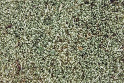 Flat lay minimalist frosty moss background in winter in yard. Green and white colors.