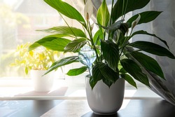 Round transparent self watering device globe inside potted peace lilies Spathiphyllum plant soil in home interior indoors, keeps plants hydrated during vacation period inside home.