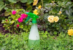 Using homemade insecticidal insect spray in home garden to protect roses from insects or fungus. Spray bottle with foamy liquid inside against rose bushes.
