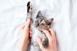 Gray little kitten in the hands of a Caucasian woman lying on a white sheet.