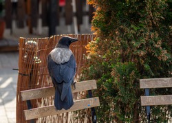 black crow sitting on a fence in the streets of a big city