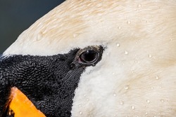Close up of a Swan Eye
