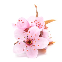 Cherry blossom , pink sakura flower isolated in white background