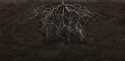root and soil