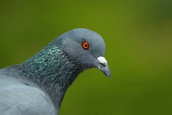 Indian Pigeon OR Rock Dove - The rock dove, rock pigeon, or common pigeon is a member of the bird family Columbidae. 