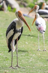 Painted stork with Heavy Yellow Beak in Thailand