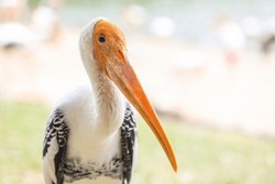 Painted stork with Heavy Yellow Beak in Thailand