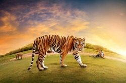 Herd of Great tiger male in the nature habitat. Tiger walk  during the golden light time. Wildlife scene with danger animal. Hot summer in India. Dry area with beautiful indian tiger, Panthera tigris.