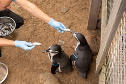 feeding penguins in the zoo