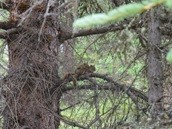 Beautiful image of a pair of squirrels mating on a tree branch at Denali National Park, Alaska
