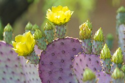 Purple Santa Rita Prickly Pear Cactus with Yellow Flowers in Tucson, Arizona