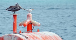 Close up of an adult brown American pelican perched with a royal tern gull friend on a bright orange ship mooring barrel floating in rippling blue Caribbean sea water Room for text and copy space.