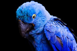 Blue and yellow, endangered Hyacinth Macaw (parrot) on a black background