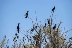 cormorant birds in the lake