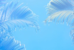 Blue Palm leaf on a soft blue background, copy space