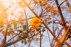 Cochlospermum regium, also known as Yellow Cotton Tree In Thailand it is the provincial flower of flower of Nakhon Nayok, Sara Buri, Buri Ram, Suphan Buri and Uthai Thani Provinces.
