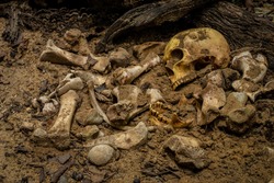 Skull and bones digged from pit in the scary graveyard which has dim light / Still life and art image