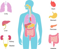 Human body internal organs illustration - Lungs, Heart, Liver, stomach, etc.