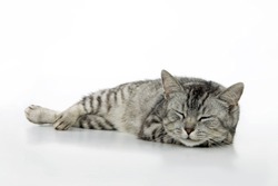 Sleeping cat, on white background.