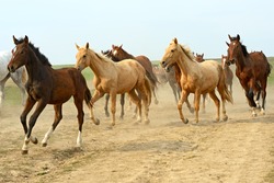 Herd of hurrying Horse on the field.