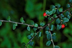 Cotoneaster dammeri, the bearberry cotoneaster.