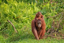 Mother orangutan (orang-utan) with funny cute baby on hers neck in theirs natural environment in the rainforest on Borneo (Kalimantan) island with trees and palms behind.
