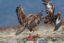 Hungry eagles are fighting for prey.
