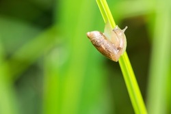 Insects inhabiting wild plants: snails 