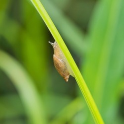 Insects inhabiting wild plants: snails 