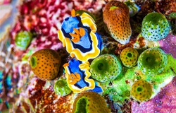 Undersea microorganism life in macro