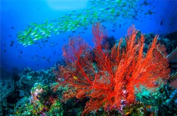 Underwater coral fish shoal view. Coral fishes underwater. Coral fish shoal underwater scene. Red coral underwater