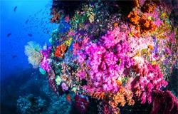Underwater corals in undersea scene. Beautiful underwater coral view. Macro view of underwater coral. Underwater world scene