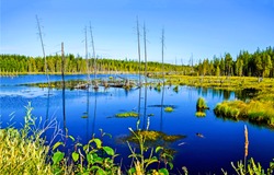 Swamp bog in spring wetland landscape